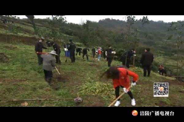 全区5000多名干部群众参加义务植树