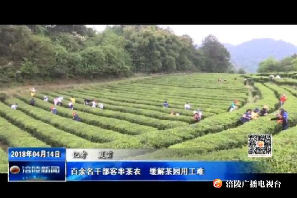 百余名干部客串茶农  缓解茶园用工难