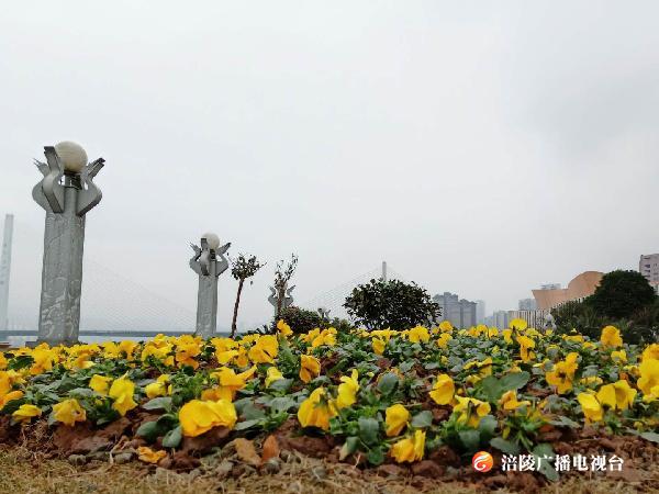 改造完成！锦绣广场增花添彩，过年换新衣咯~快来看看！