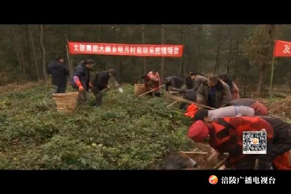 政协提案办理：中药材种植成为增收致富支柱产业