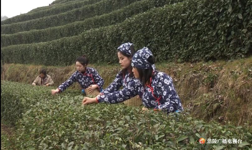 又到一年采茶时：阳春三月好风光，十指尖尖采茶忙！