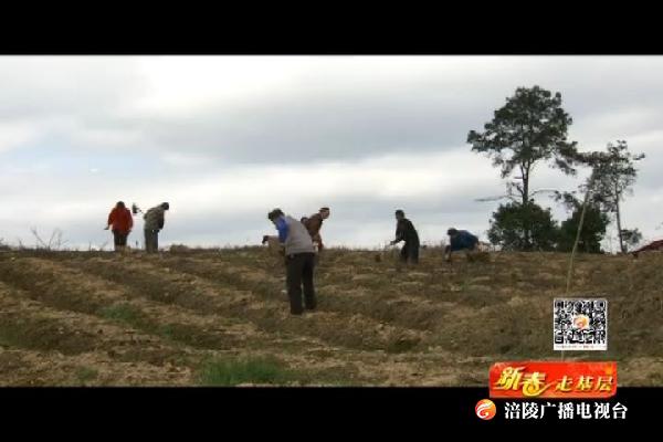 【新春走基层】龙头企业入驻 助力脱贫攻坚