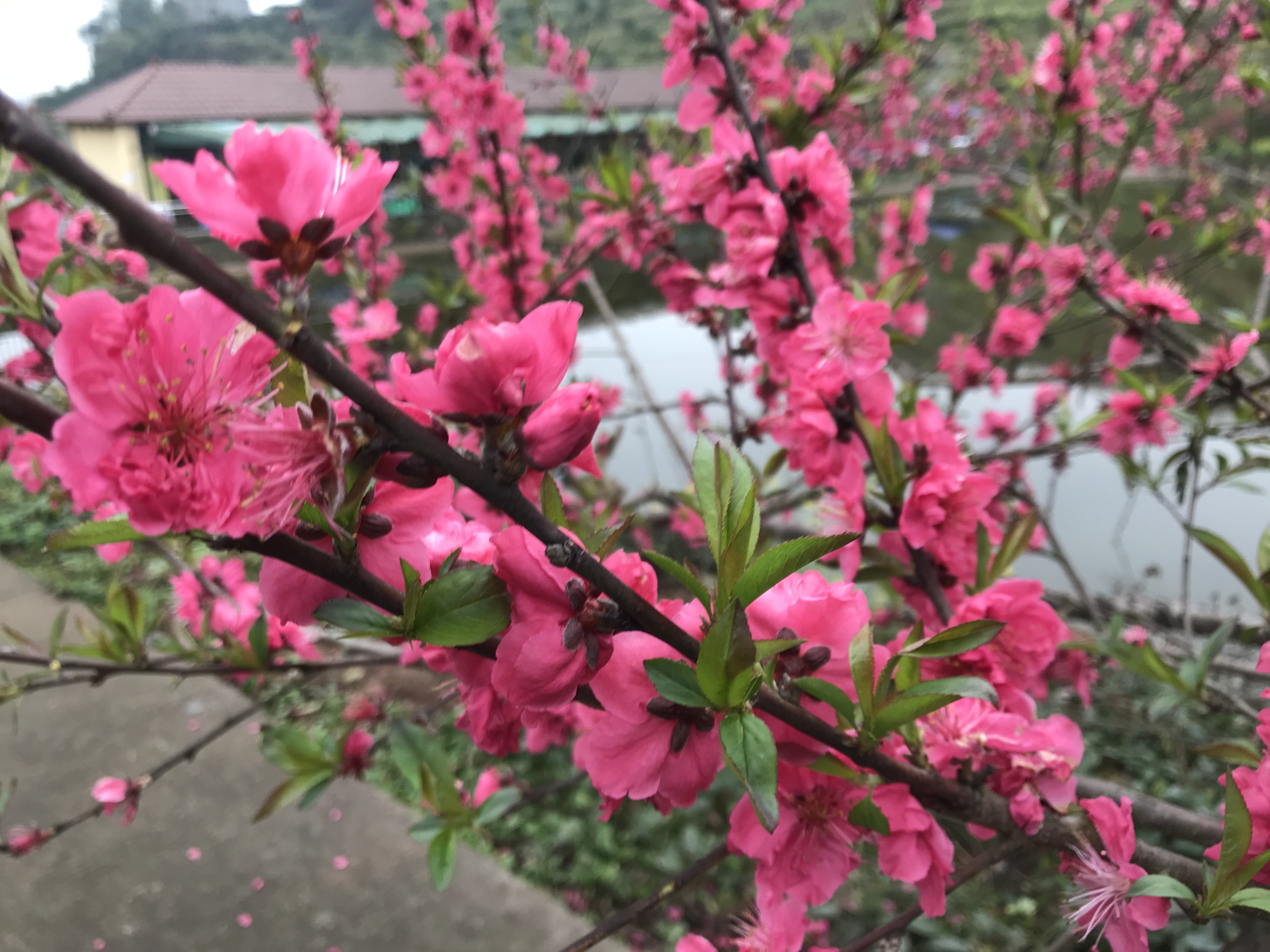 【精彩活动】一片桃花，春景如画，珍溪镇的桃花节开幕了，一起去看桃花盛开吧！