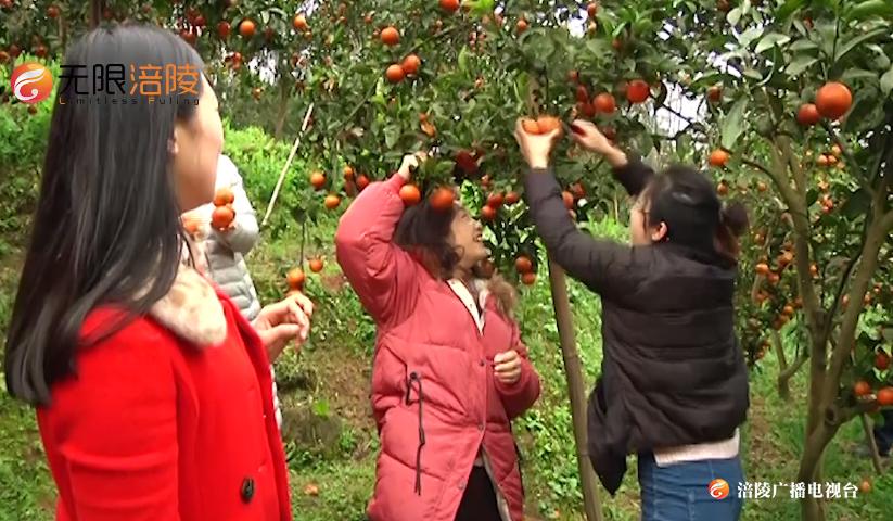熟了，石沱蜜柑，味甜多汁，要一起去甜到心里么？