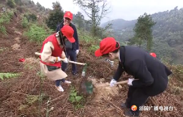 谁破坏，谁补栽！乱伐林木破坏生态   5名被告“亡羊补牢”
