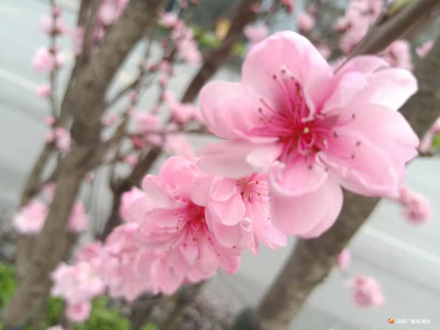 邂逅一片桃花 方知身在春天