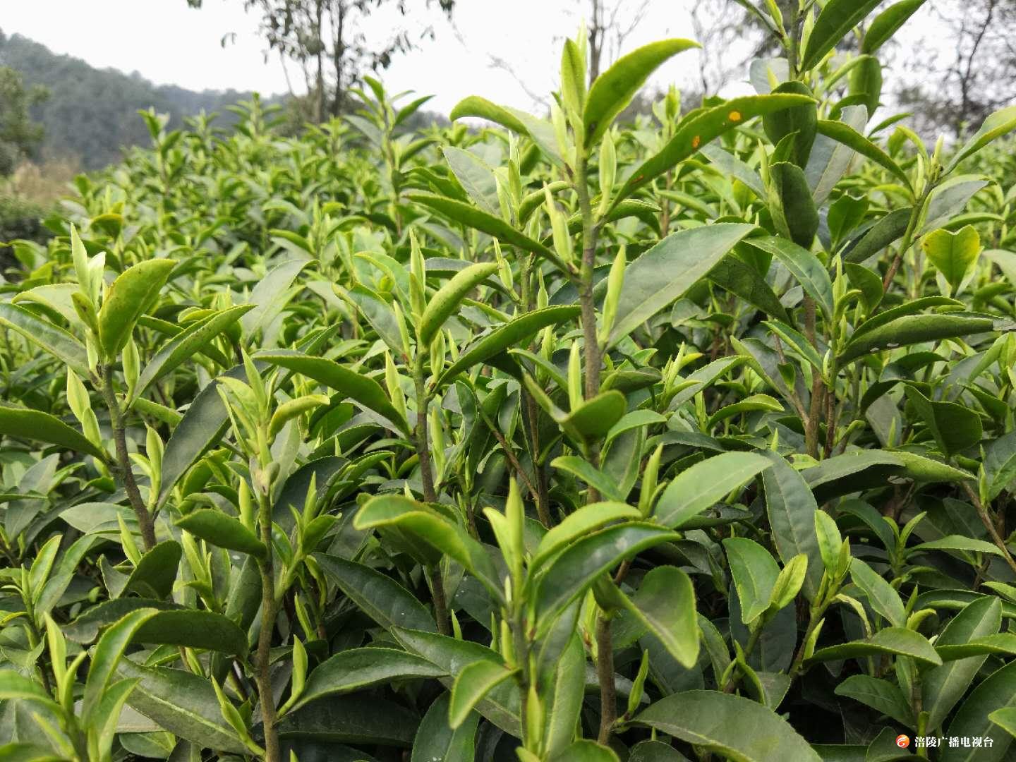茶山正飘香，白茶采摘忙！忙！忙！