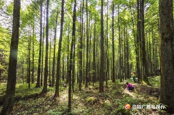 一起去“森”呼吸！3月21—3月23日，全重庆这些森林公园全部免门票！