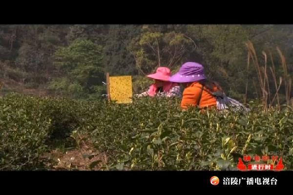【精准脱贫进行时】方坪村：茶产业全面助力脱贫攻坚