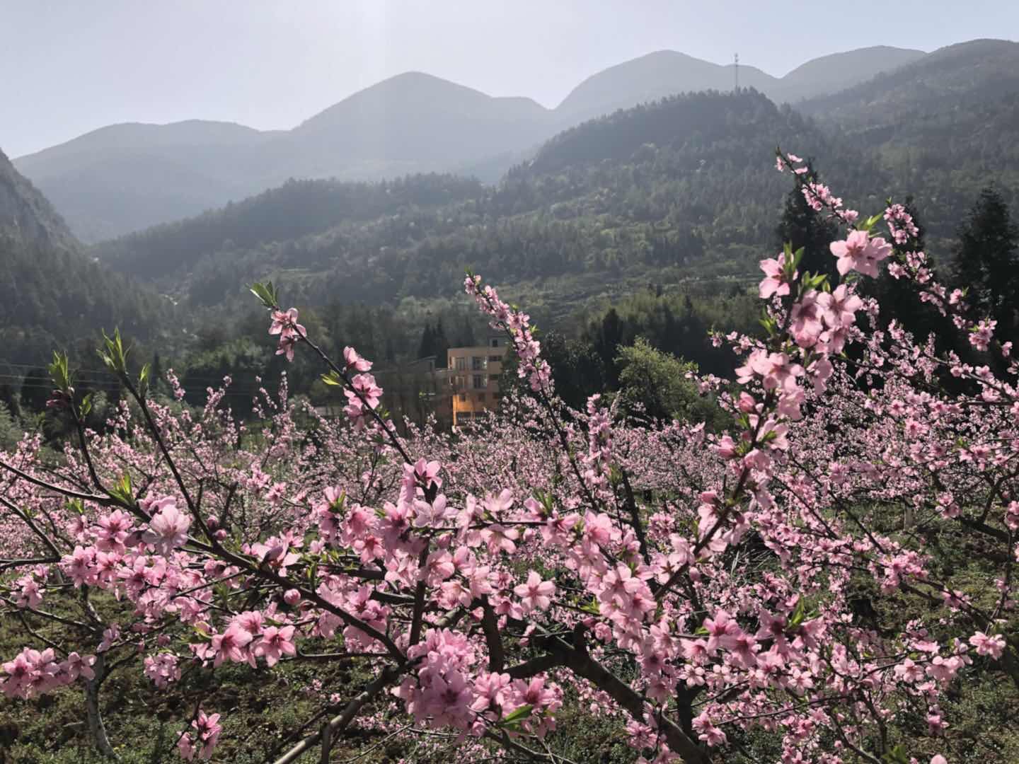 大木桃花节开幕了，一波靓照先睹为快！
