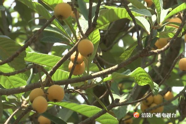 五月天，吃枇杷啦！
