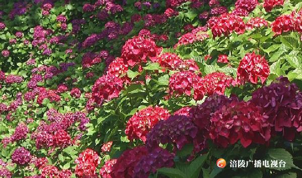 赏花and戏猴  夏天就要去这里！