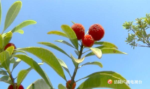 “红实缀青枝，烂漫照前坞”，小编喊你吃杨梅啦！