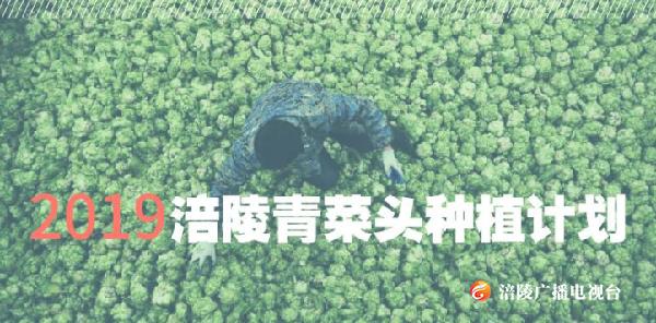 72.7万亩！2019秋季涪陵青菜头种植计划出炉！