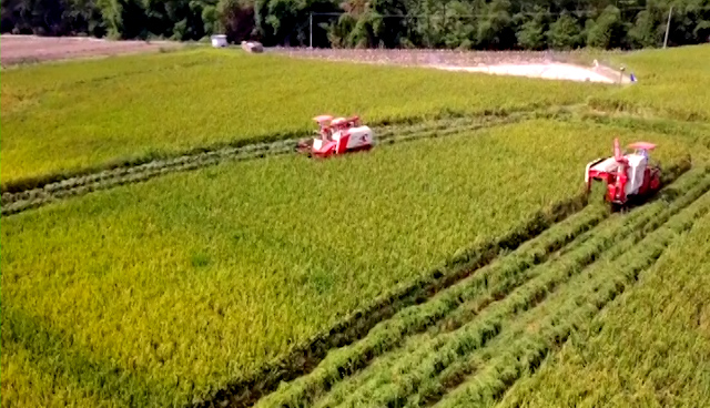 快看，稻谷金黄，丰收景象美如画卷！