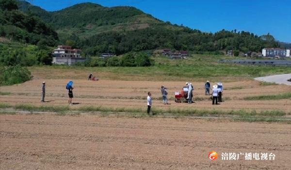 好消息！榨菜全程机械化设备研发成功