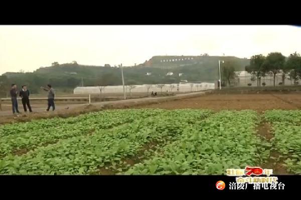 【壮丽70年 奋进新时代】加快国家现代农业产业园建设 做靓“世界榨菜之乡”名片