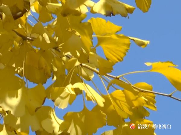 银杏黄了，艳了初冬！