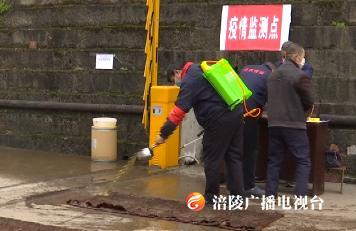 多点收购 防控疫情！青菜头“开秤” 啦！