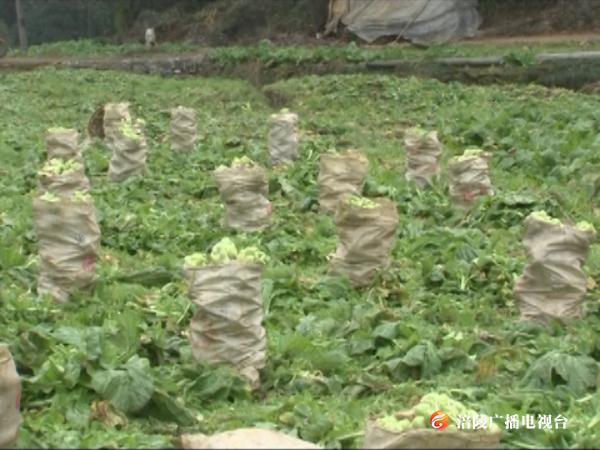 【现场直击】又是一年砍菜忙！百胜镇全力做好疫情防控