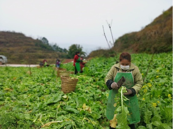 「抗疫情 抓生产系列报道」涪陵：一颗青菜头牵出的增收保卫战