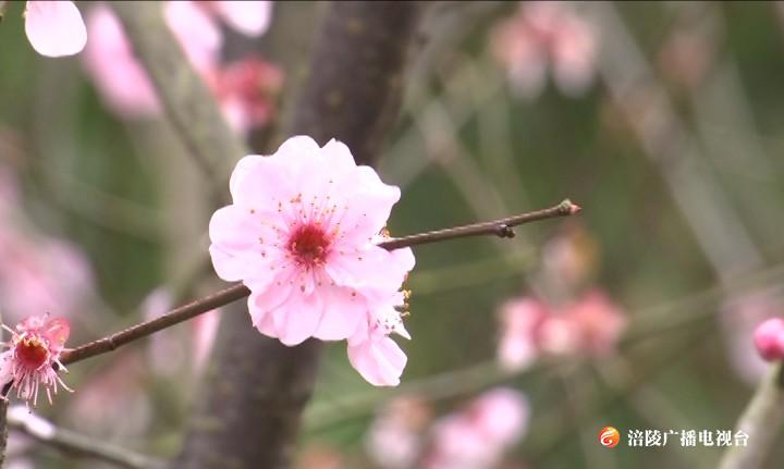 繁花解“疫”   寄一个春天给你