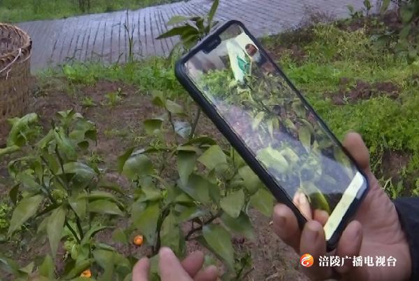 “线上春管”很给力 防疫助农两不误