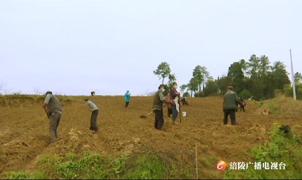 涪陵：中药材种植助农增收 将建成10万亩产业基地