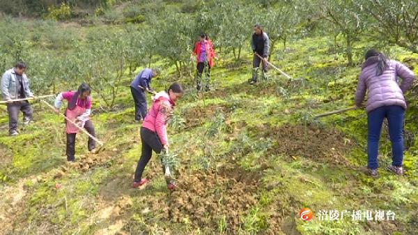 正值农忙时，涪陵多举措助农护春耕