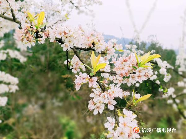众里寻“芳”千百度丨“云赏”李花树树开