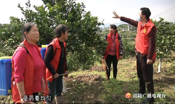 果树病虫不用怕 统防统治来帮忙