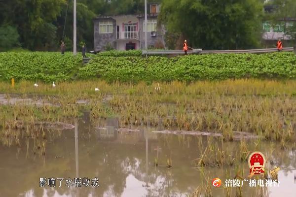 涪陵故事：污水影响水稻收成，人大代表来解决