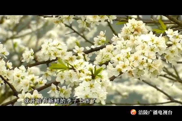 千亩李花怒放  春来半山“雪”