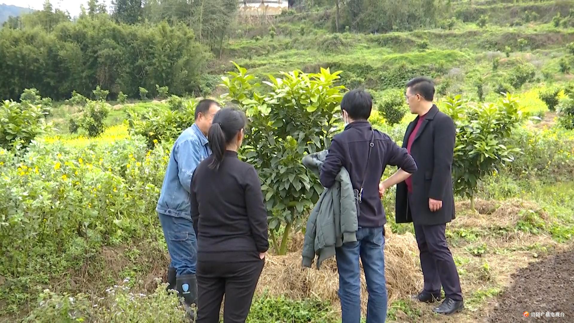 涪陵：农技人员深入田间指导春耕生产