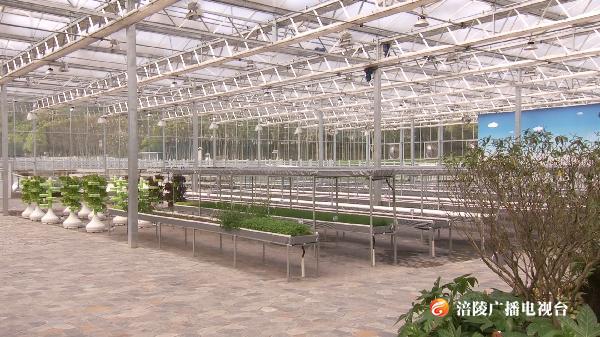 涪陵：LED人工光植物工厂投用