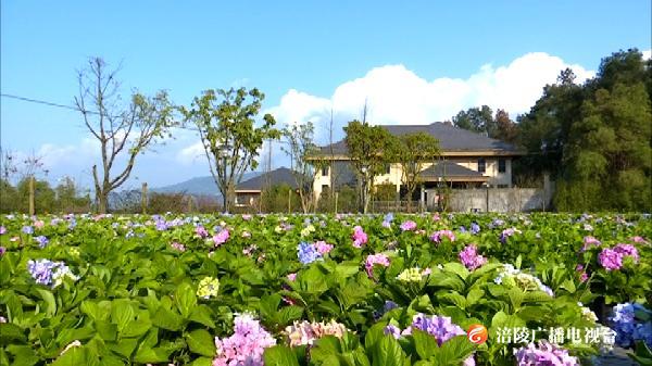 涪陵北山公园2万余株绣球进入最佳观赏期，看花走起！