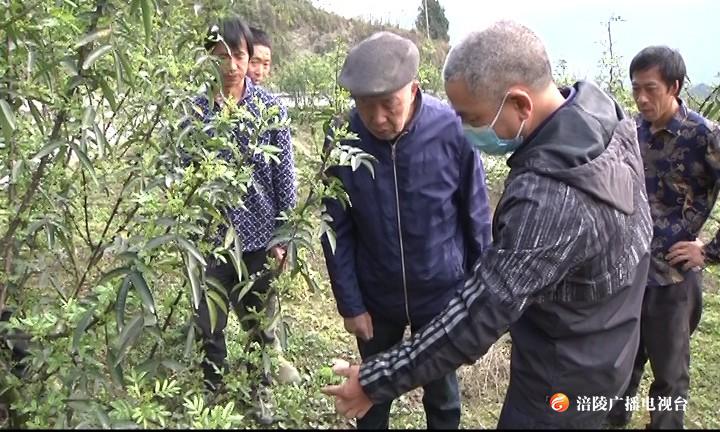 涪陵：花椒技术送进村 增产增收助脱贫