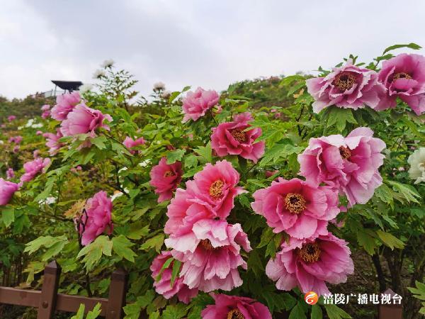 垫江牡丹文化节今日开幕