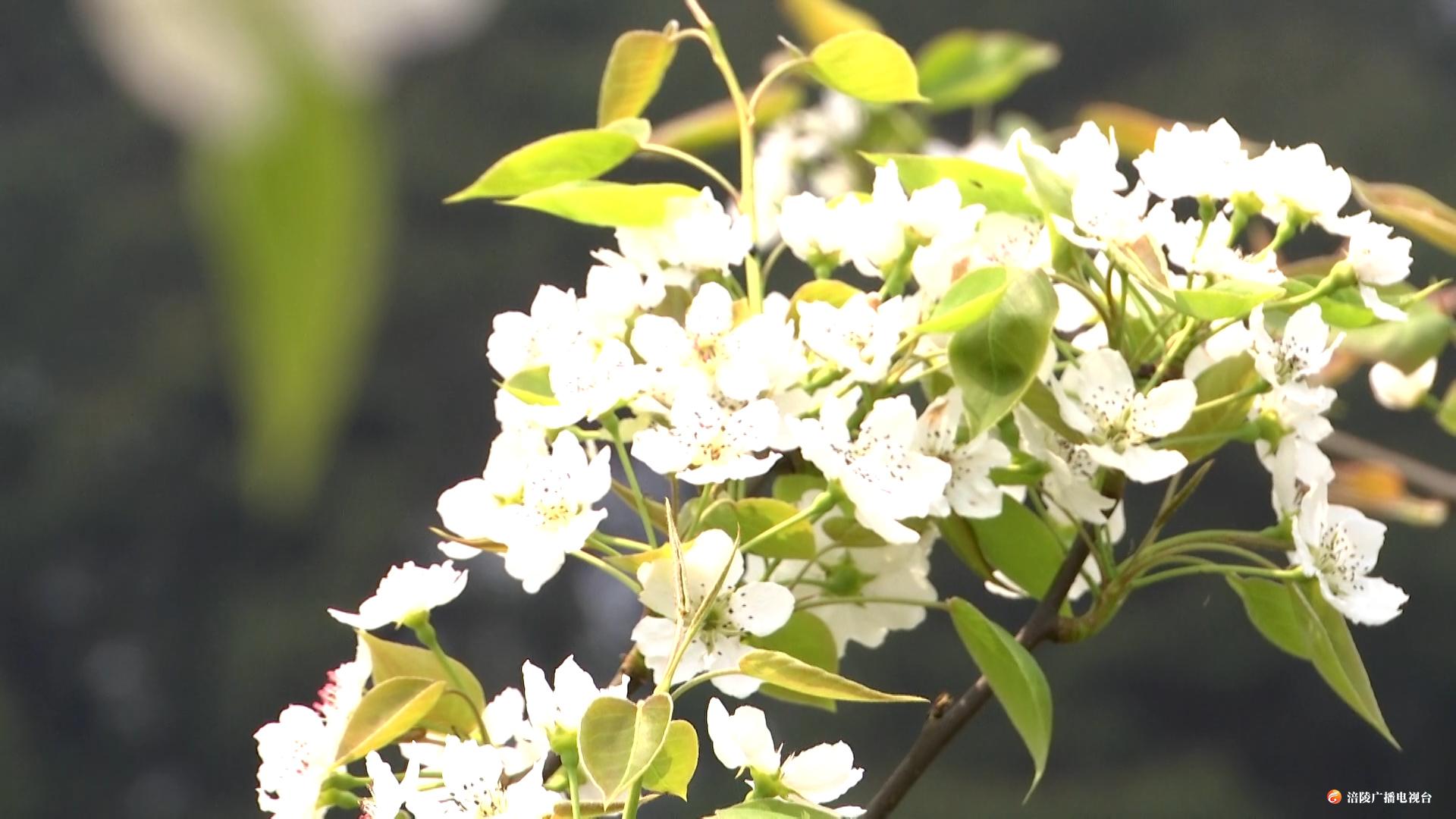 涪陵：梨花万枝俏争春