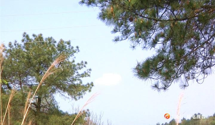 涪陵：今年计划实施营造林16万亩