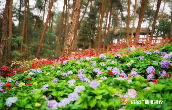 【直播预告】北山公园绣球花开成海，无限涪陵邀您“云赏花”！