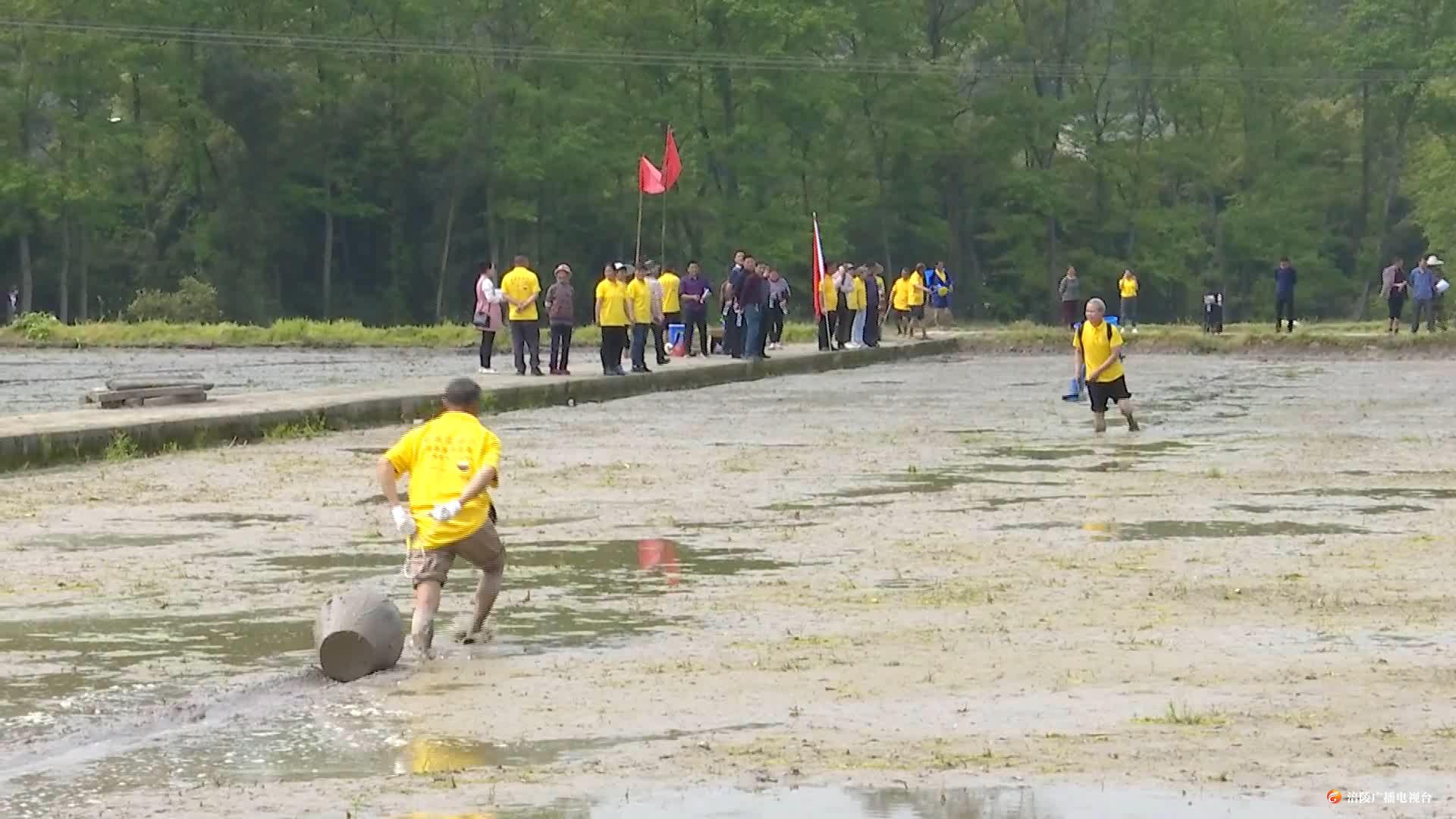 涪陵：水稻直播助春耕 省时省力还增产