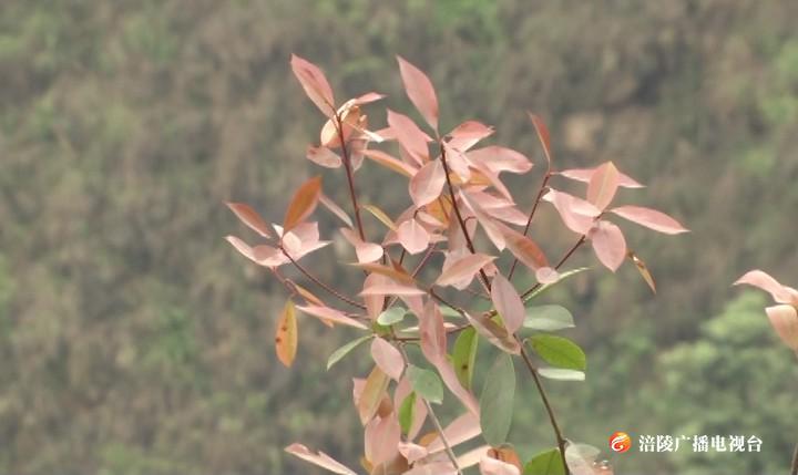 涪陵：“取土场”植被恢复项目启动 为城市添绿