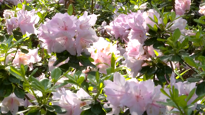 千亩杜鹃吐芬芳，四月赏花，安排！