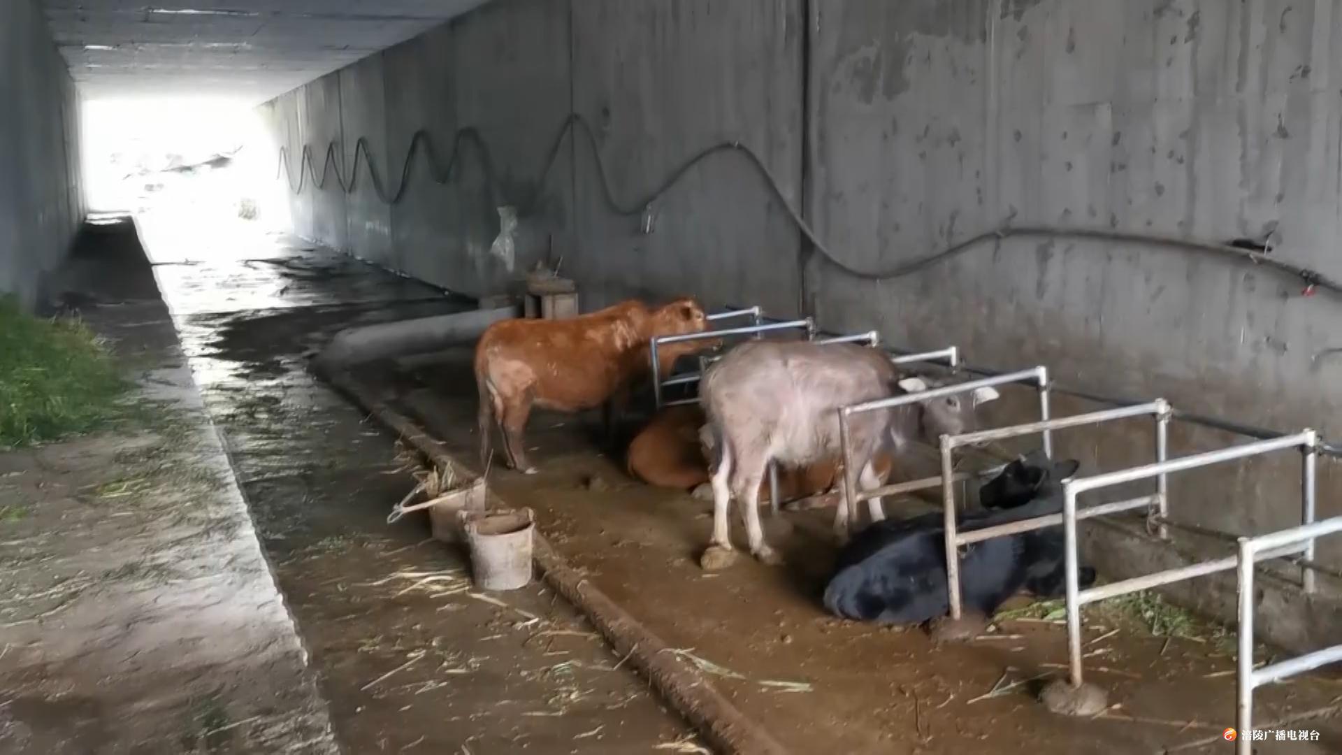 高速下穿道竟“变身”养殖场  执法人员及时消除安全隐患