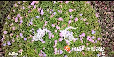 花开涪州，走进最美花海！