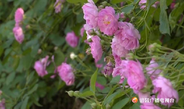 花开涪州 蔷薇绽放迎初夏