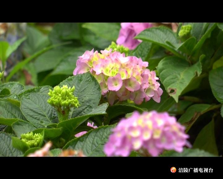 绣球花开 一眼万年