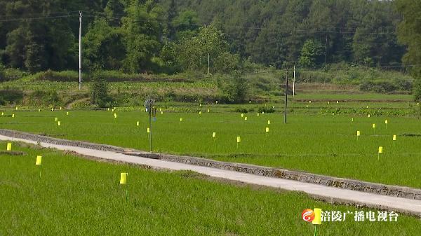 今日小满：新设备亮相蔺市秧田   田间管护正当时