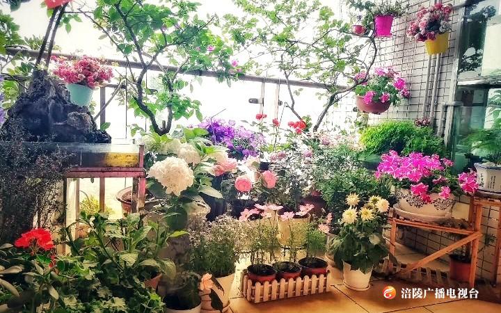 涪陵：2020年“最美阳台” “最美庭院”名单揭晓